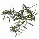 Olivenzweig 104 Blätter, 6 Oliven, 55 cm.webp