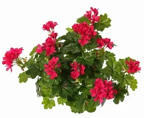 Geranie hängend & stehend  (pink)