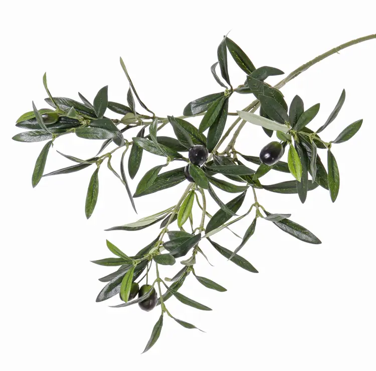 [import] Grünzweig Olive mit Früchten